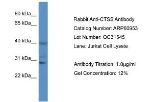 Western Blotting (WB) image for anti-Cathepsin S (CTSS) (N-Term) antibody (ABIN786301) (Cathepsin S antibody  (N-Term))