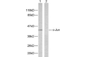 Western blot analysis of extracts from HeLa cells using c-Jun (Ab-243) antibody (#B7130). (C-JUN antibody  (Ser243))