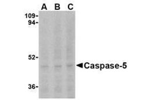 Image no. 1 for anti-Caspase 5, Apoptosis-Related Cysteine Peptidase (CASP5) (N-Term) antibody (ABIN207227) (CASP5 antibody  (N-Term))