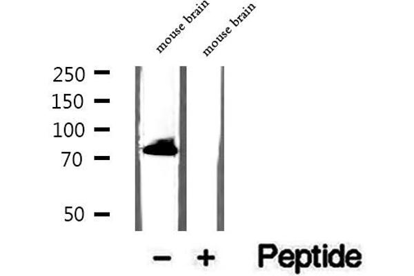 HBS1L antibody  (N-Term)