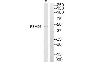 Western blot analysis of extracts from Jurkat cells, using PSMD6 antibody. (PSMD6 antibody  (Internal Region))