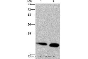 Western blot analysis of Mouse heart and kidney tissue, using NDUFS4 Polyclonal Antibody at dilution of 1:200 (NDUFS4 antibody)
