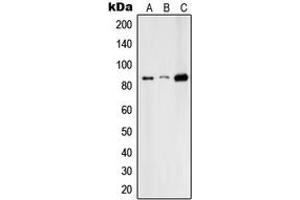 Western blot analysis of RFX3 expression in HepG2 (A), Raw264.