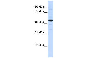 WB Suggested Anti-SLC41A3 Antibody Titration:  0.