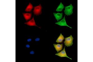 ABIN7095232 and ABIN7099289 staining  cells by IF/ICC. (PFAS antibody)