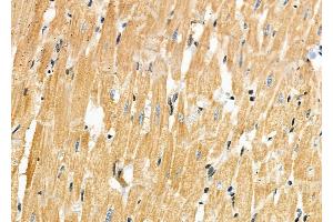 ABIN6257537 and ABIN6273542 at 1/100 staining Rat heart tissue by IHC-P. (TTC19 antibody  (Internal Region))