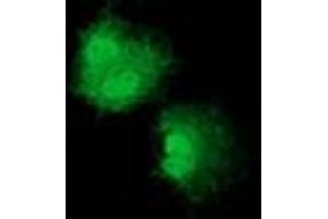 Anti-NUDT6 mouse monoclonal antibody (ABIN2454171) immunofluorescent staining of COS7 cells transiently transfected by pCMV6-ENTRY NUDT6 (RC203470). (NUDT6 antibody)
