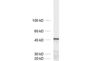 dilution: 1 : 1000, sample: crude synaptic membranes fraction of rat brain (LP1) (Homer 1b/c (AA 152-354) antibody)