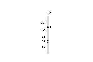 Anti-ITGA2 Antibody (C-term) at 1:1000 dilution + A431 whole cell lysate Lysates/proteins at 20 μg per lane. (ITGA2 antibody  (C-Term))