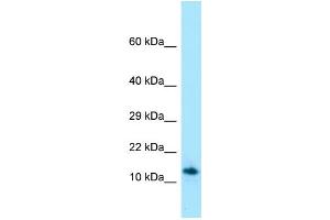 Western Blotting (WB) image for anti-Shadow of Prion Protein (SPRN) (C-Term) antibody (ABIN2789981)