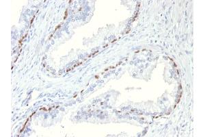Formalin-fixed, paraffin-embedded Mouse Prostate stained with p63 Mouse Monoclonal Antibody (TP63/11). (p63 antibody)