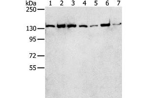 Western Blot analysis of Hepg2, MCF7, Jurkat, hela, A431, K562 and lncap cell using SMARCA5 Polyclonal Antibody at dilution of 1:250 (SMARCA5 antibody)