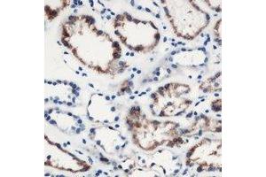 Immunohistochemical analysis of MOB3C staining in human kidney formalin fixed paraffin embedded tissue section.