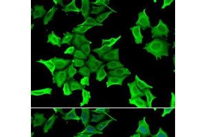 Immunofluorescence analysis of HeLa cells using SPINT2 Polyclonal Antibody (SPINT2 antibody)