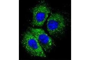 Confocal immunofluorescent analysis of CYBA Antibody (C-term) Cat. (CYBA antibody  (C-Term))