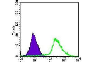 FC analysis of Jurkat cells using p44/42 MAPK antibody (green) and negative control (purple). (ERK1/2 antibody)