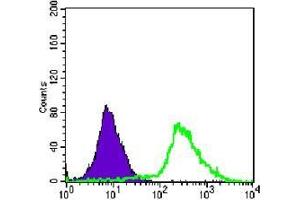 FC analysis of Jurkat cells using p44/42 MAPK antibody (green) and negative control (purple).
