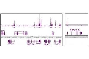 EED antibody (mAb) tested by ChIP-Seq. (EED antibody)