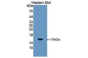 Western Blotting (WB) image for anti-Occludin (OCLN) (AA 17-107) antibody (ABIN3205333) (Occludin antibody  (AA 17-107))