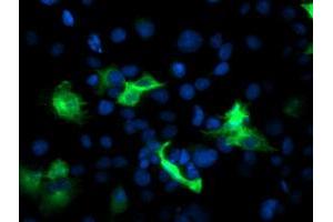 Anti-PFKP mouse monoclonal antibody (ABIN2455342) immunofluorescent staining of COS7 cells transiently transfected by pCMV6-ENTRY PFKP (RC200673). (PFKP antibody)