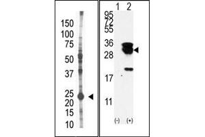 Image no. 1 for anti-Ubiquitin-Conjugating Enzyme E2S (UBE2S) (N-Term) antibody (ABIN357497) (UBE2S antibody  (N-Term))