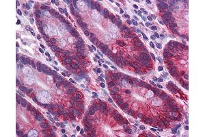 Anti-ZBED2 antibody IHC of human small intestine. (ZBED2 antibody  (N-Term))