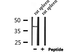 Western blot analysis of extracts from rat spleen, using MPRG Antibody. (PAQR5 antibody  (C-Term))