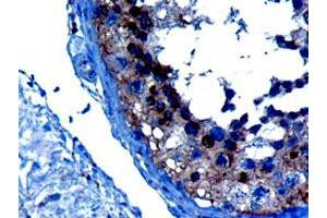 VPS28 polyclonal antibody  (10 ug/mL) staining of paraffin embedded human testis. (VPS28 antibody)