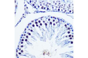 Immunohistochemistry of paraffin-embedded Rat testis using Vgll4 Rabbit pAb (ABIN7271320) at dilution of 1:100 (40x lens). (VGLL4 antibody)