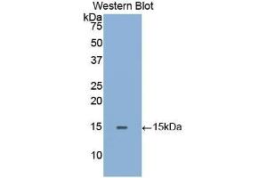 Western Blotting (WB) image for anti-Galactosidase, alpha (GLA) (AA 1-80) antibody (ABIN1859018) (GLA antibody  (AA 1-80))