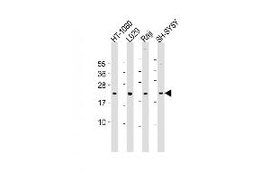 All lanes : Anti-Bax Antibody (BH3) at 1:2000 dilution Lane 1: HT-1080 whole cell lysate Lane 2:  whole cell lysate Lane 3: Raji whole cell lysate Lane 4: SH-SY5Y whole cell lysate Lysates/proteins at 20 μg per lane. (BAX antibody  (AA 41-76))