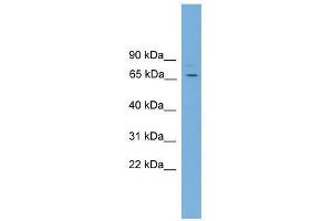 SNAG1 antibody used at 0. (SNX18 antibody  (C-Term))