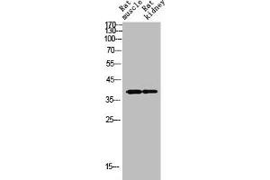 Western Blot analysis of RAT-MUSCLE RAT-KIDNEY cells using SYP Polyclonal Antibody (Synaptophysin antibody  (Internal Region))