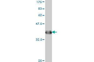 Western Blot detection against Immunogen (36. (IFNAR1 antibody  (AA 28-127))