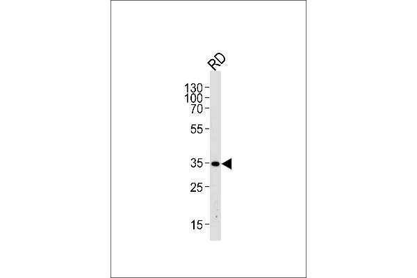 Ectodysplasin A antibody  (N-Term)