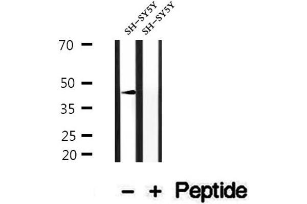 DOM3Z antibody  (Internal Region)