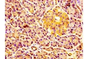IHC image of ABIN7151695 diluted at 1:100 and staining in paraffin-embedded human pancreatic tissue performed on a Leica BondTM system. (ERGIC2 antibody  (AA 55-310))