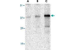 Western blot analysis of CCNO in mouse bladder tissue lysate with CCNO polyclonal antibody  at (A) 0. (Cyclin O antibody  (N-Term))