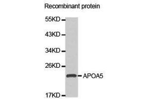 Western Blotting (WB) image for anti-Apolipoprotein A-V (APOA5) antibody (ABIN1871031)