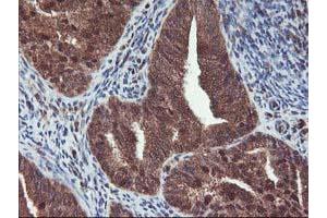Image no. 9 for anti-Haloacid Dehalogenase-Like Hydrolase Domain Containing 1 (HDHD1) antibody (ABIN1498623)