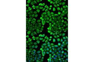 Immunofluorescence (IF) image for anti-Histamine N-Methyltransferase (HNMT) antibody (ABIN1873063) (HNMT antibody)