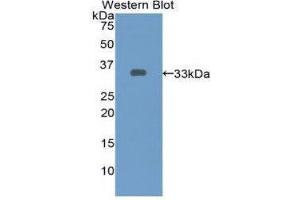 Western Blotting (WB) image for anti-Endothelin-Converting Enzyme 1 (ECE1) (AA 469-721) antibody (ABIN1858682) (ECE1 antibody  (AA 469-721))