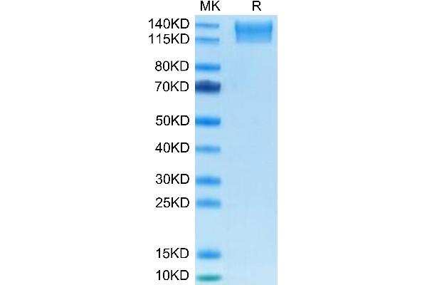 SEZ6L2 Protein (AA 28-844) (His tag)
