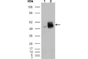 Western blot analysis using FRK mouse mAb against HEK293T cells transfected with the pCMV6-ENTRY control (1) and pCMV6-ENTRY FRK cDNA (2). (FRK antibody  (AA 2-300))