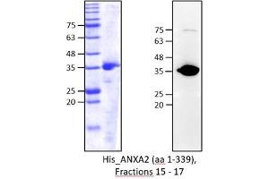 Western Blotting (WB) image for Annexin A2 (ANXA2) (AA 2-339) protein (His tag) (ABIN3088981) (Annexin A2 Protein (ANXA2) (AA 2-339) (His tag))