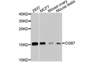 Western blot analysis of extracts of various cell lines, using CGB7 antibody (ABIN5974696) at 1/1000 dilution. (CGB7 antibody)