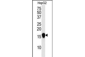 Western blot analysis of SUMO4 Antibody (V55 Mutant) (ABIN388079 and ABIN2845841) in HepG2 cell line lysate (35 μg/lane).