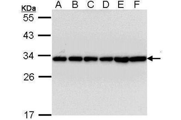 YWHAB antibody  (Center)