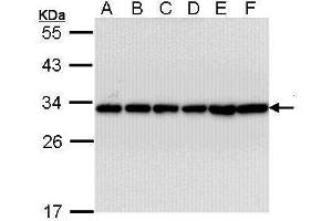 WB Image Sample (30 ug of whole cell lysate) A: A431 , B: H1299 C: Hela D: Hep G2 , E: Molt-4 , F: Raji 12% SDS PAGE antibody diluted at 1:10000 (YWHAB antibody  (Center))