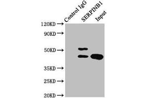 Immunoprecipitating SERPINB1 in HepG2 whole cell lysate Lane 1: Rabbit control IgG instead of ABIN7158247 in HepG2 whole cell lysate. (SERPINB1 antibody  (AA 1-379))